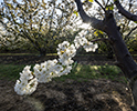Orchard Blossom 70
